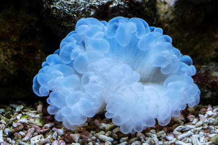 Sea Anemon close -up. Coral reef. Underwater pictureの写真素材