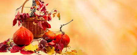 Autumn still life with pumpkins, black grape and bright colorful foliage.の写真素材
