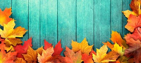 Golden yellow orange red maple leaves close-up. Blue shabby wooden background. Bright autumn foliage...
