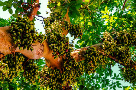 Coffea tree close-up with numerous coffee beansの写真素材