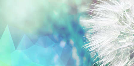 Dandelion seeds flying away. Spring floral backgroundの写真素材