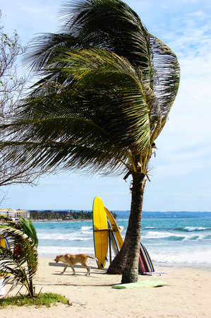 Dog walking on sandy beach during strong winds. In the foreground a single palm tree with boards for surfingの写真素材