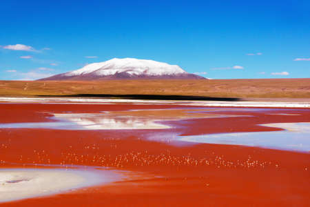 Laguna Colorada with numerous flamingo birds on the background of snow-capped volcano in the Bolivian Andesの写真素材