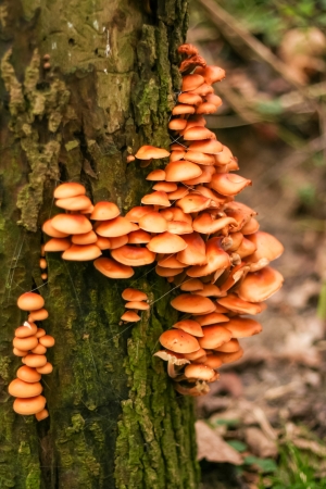 fungus on treeの写真素材