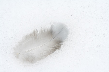 featherの写真素材