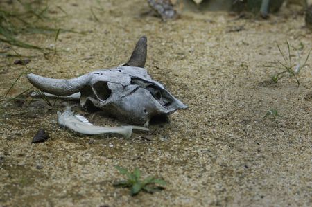 bull skull in deasertの写真素材