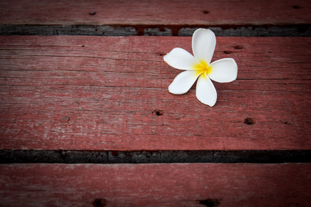 Plumeria flower on the old wood background.の写真素材