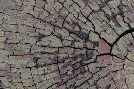 natural wood background, closeup