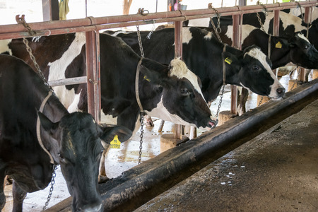 Cows on farm. Interior of the cow farmの写真素材