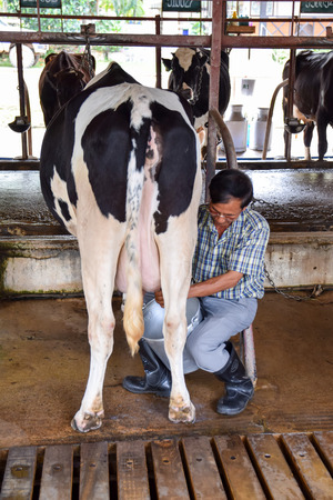 NAKHON RATCHASIMA ,THAILAND - December 6, 2014: Man milking cow by handのeditorial素材