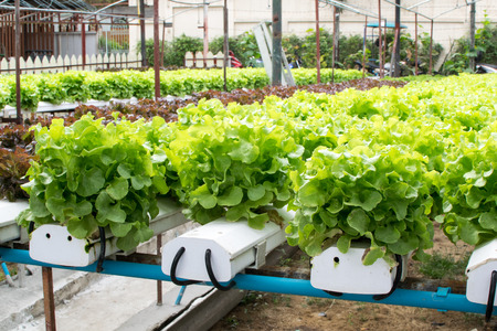 cultivation hydroponics green vegetable in farmの写真素材