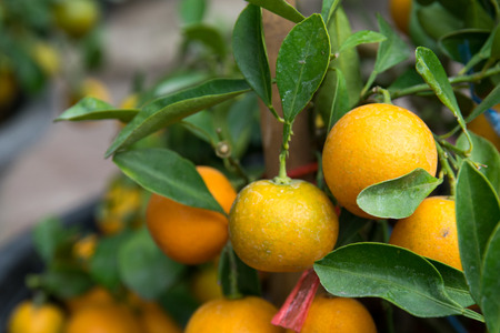 oranges on tree, fresh orange on plant