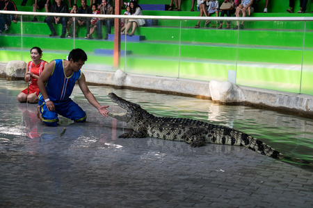 Chon Buri THAILAND  January 1 2015: crocodile show at crocodile farm. This exciting show is very famous among among tourist and Thai peopleのeditorial素材