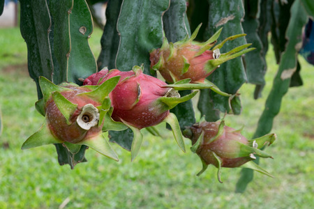Dragon fruit in gardenの写真素材
