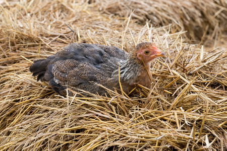 Small chicken straw eggs broodyの写真素材