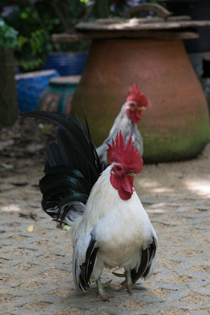White bantam males standing in the garden