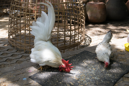 White bantam  in the gardenの写真素材