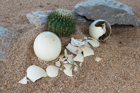 Ostrich egg in desert