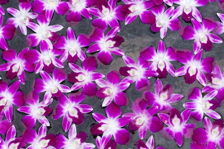 colourful orchid backgroundの写真素材
