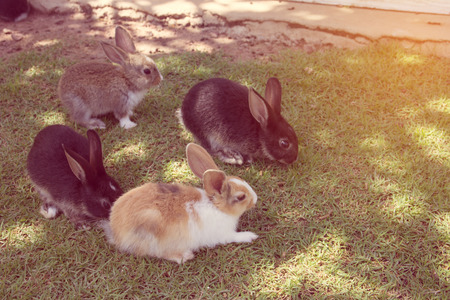 rabbits bunny in the gardenの写真素材