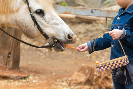 Boy feeding horse in his farmの写真素材