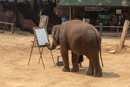 Chiangmai Thailand - March 24, 2019: Elephant is painting by oil color at elephant camp in Chiang Mai Thailand.のeditorial素材