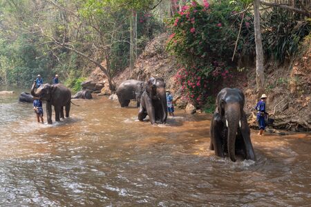 Chiangmai Thailand - March 24, 2019: Elephants taking a bath with mahout in river, in Chiang Mai Thailand.のeditorial素材