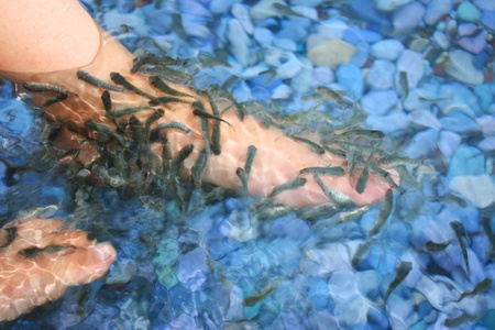 Fish Therapyの写真素材
