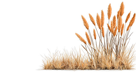A dry grass and wheat stalks on white background create natural and rustic scene. golden hues of wheat contrast with pale, dry grass, evoking sense of autumn or droughtの素材