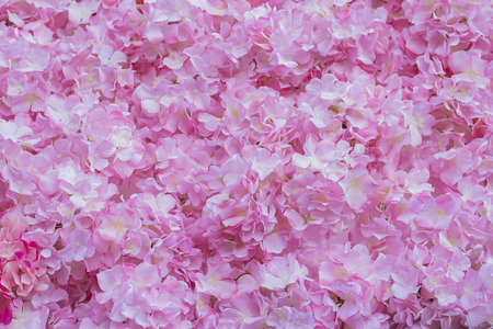 Pink hydrangeas の写真素材