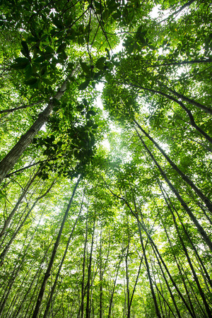 green forestの写真素材