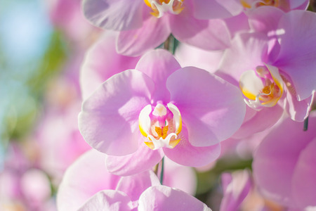 Close-up of pink orchid - phalaenopsisの写真素材