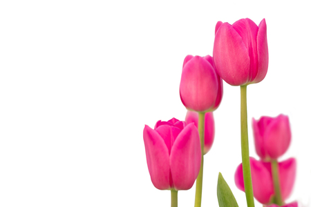 Pink Tulip isolated on white backgroundの写真素材