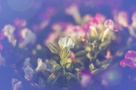Vintage beautiful flowers backgroundの写真素材