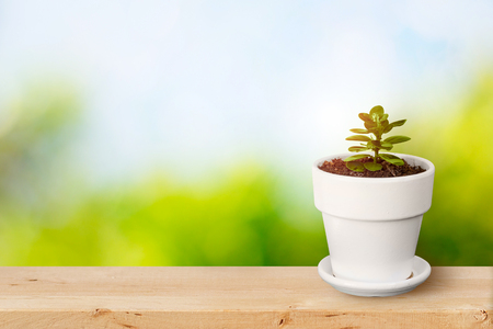 plant in white pot on wooden table with natural green and blue sky background.の写真素材