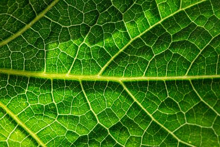 Close up of fresh green leaf texture background.の写真素材