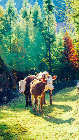 cows in the forestの写真素材