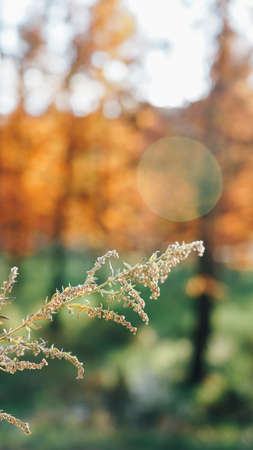 Metasequoia in autumn