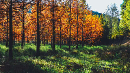Metasequoia in autumnの写真素材