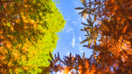 Metasequoia in autumn