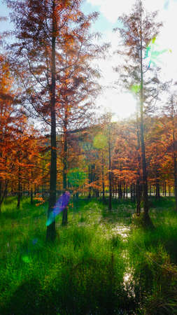 Metasequoia in autumn
