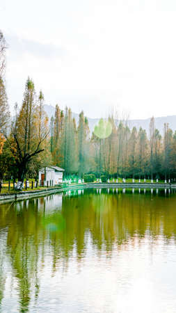 forest lakeの写真素材