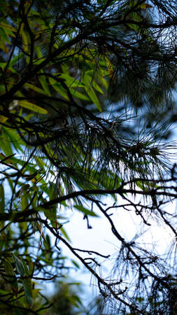 spring park