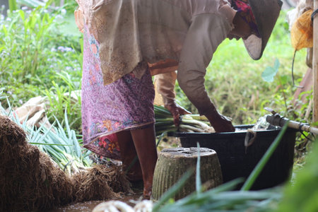 Women are planting in the field in the countryside.の写真素材