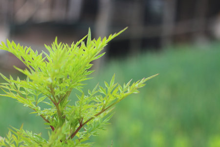 green leaves on blurred background, shallow depth of field, selective focus