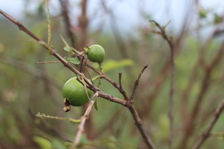green feijoa fruit on the tree with nature background,natureの写真素材