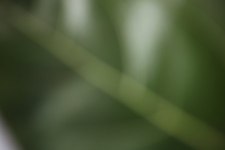 Defocused abstract background of nature.の写真素材