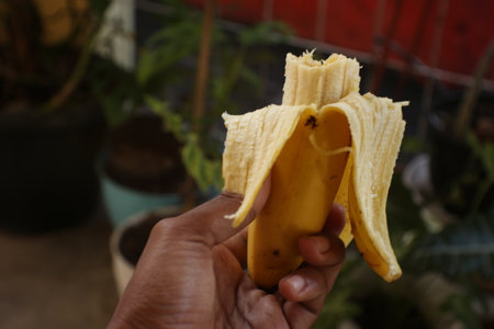 banana peel in hand, ripe banana on background of green plantの写真素材