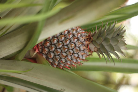 Pineapple fruit growing in the tropical forest. Pineapple fruit on the tree.
