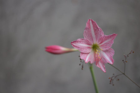 Hippeastrum (amaryllis) pink flower.の写真素材